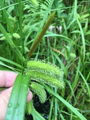 Carex comosa