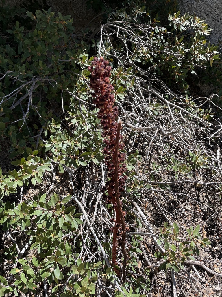 woodland pinedrops from Mount San Jacinto State Park And Wilderness ...