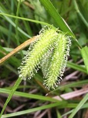 Carex comosa