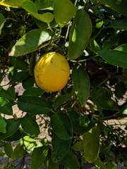 Citrus × latifolia