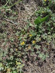 Acmispon heermannii heermannii