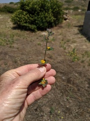 Acmispon heermannii heermannii