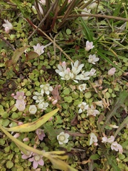 Lysimachia tenella