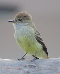 Myiarchus magnirostris
