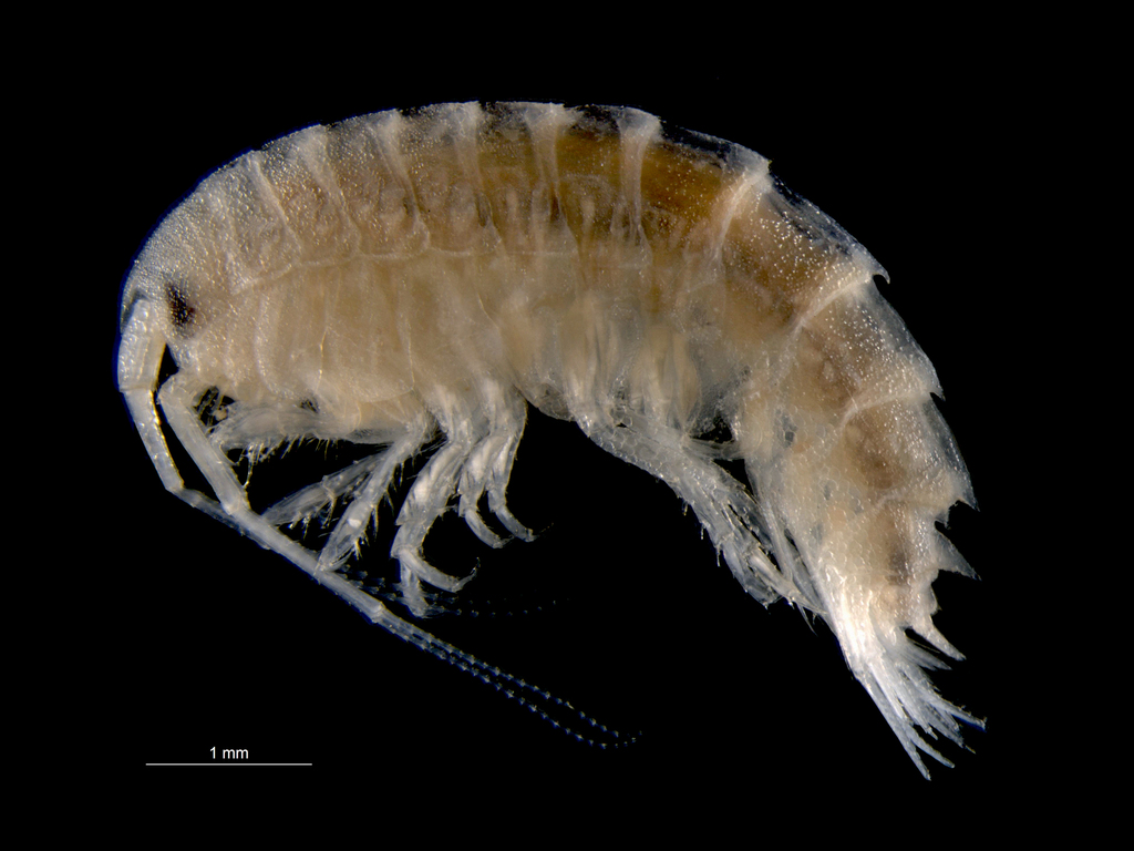 Nototropis guttatus