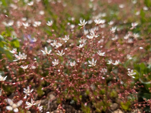 Image of Bud Saxifrage (Micranthes bryophora) by (c) Ken-ichi Ueda, some rights reserved (CC BY)