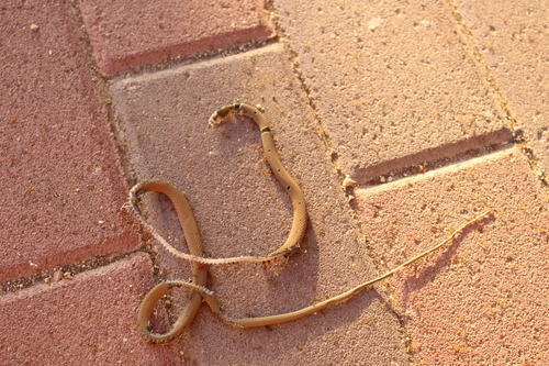 Red Whip Snake