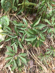 Anemonoides trifolia