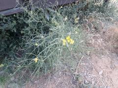 Erysimum repandum