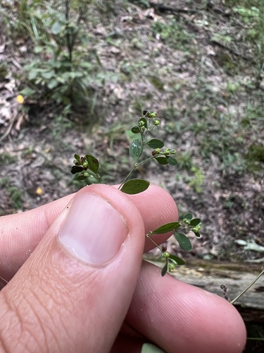 Image of Paronychia canadensis by (c) Nathan Aaron, some rights reserved (CC BY)