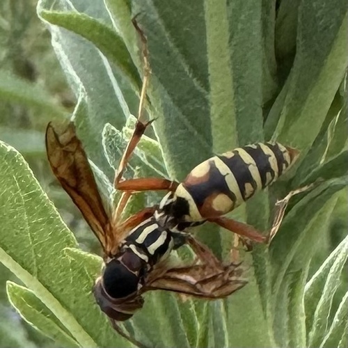 Northern Paper Wasp, photo 5 of 10