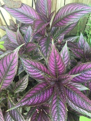 Strobilanthes auriculata dyeriana