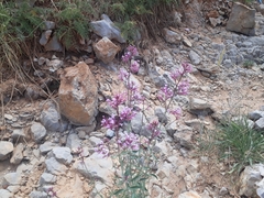 Centranthus longiflorus