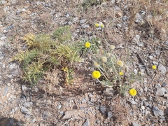 Anthemis pauciloba