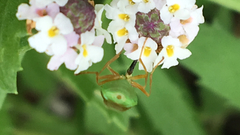Hedriodiscus trivittatus