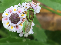 Hedriodiscus trivittatus