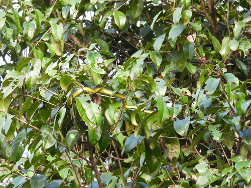 Common Tree Snake sighting