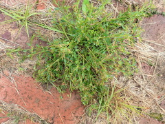 Phyllanthus heterophyllus