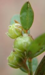 Phyllanthus heterophyllus