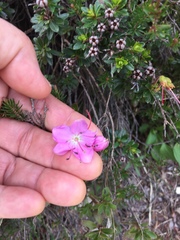 Rhodothamnus chamaecistus