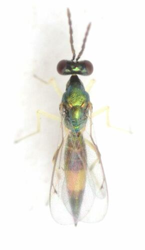 Sympiesis gordius