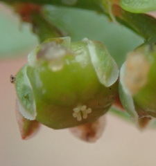 Phyllanthus heterophyllus