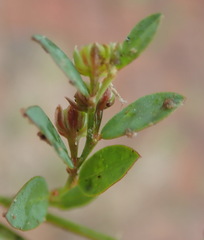 Phyllanthus heterophyllus