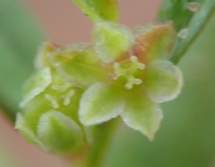 Phyllanthus heterophyllus