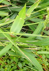 Panicum deustum