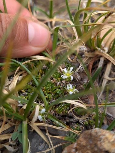 House's Stitchwort (Sabulina macrantha)