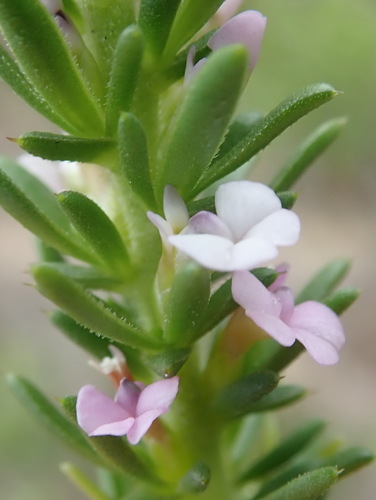 Image of Muraltia saturejoides by (c) Nicola van Berkel, some rights reserved (CC BY-SA)