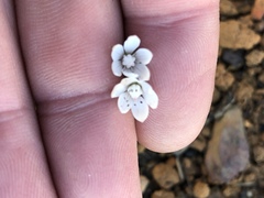 Crassula capensis capensis