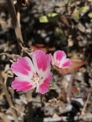 Clarkia amoena