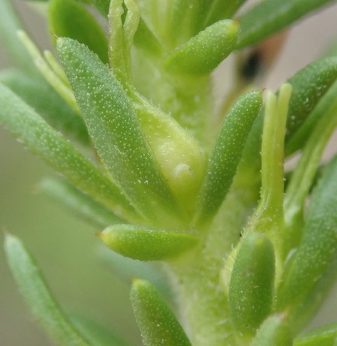 Image of Muraltia saturejoides by (c) Nicola van Berkel, some rights reserved (CC BY-SA)