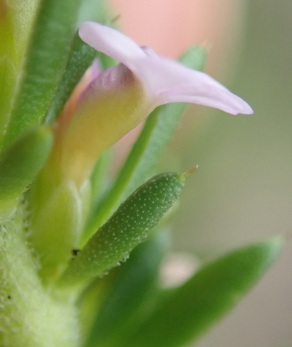 Image of Muraltia saturejoides by (c) Nicola van Berkel, some rights reserved (CC BY-SA)