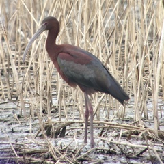 Plegadis chihi × Plegadis falcinellus