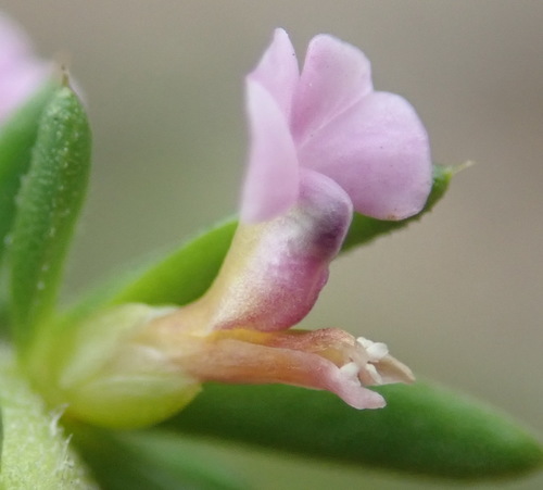 Image of Muraltia saturejoides by (c) Nicola van Berkel, some rights reserved (CC BY-SA)