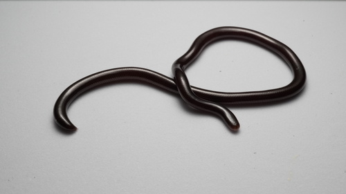 Brahminy Blindsnake