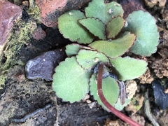 Crassula capensis capensis