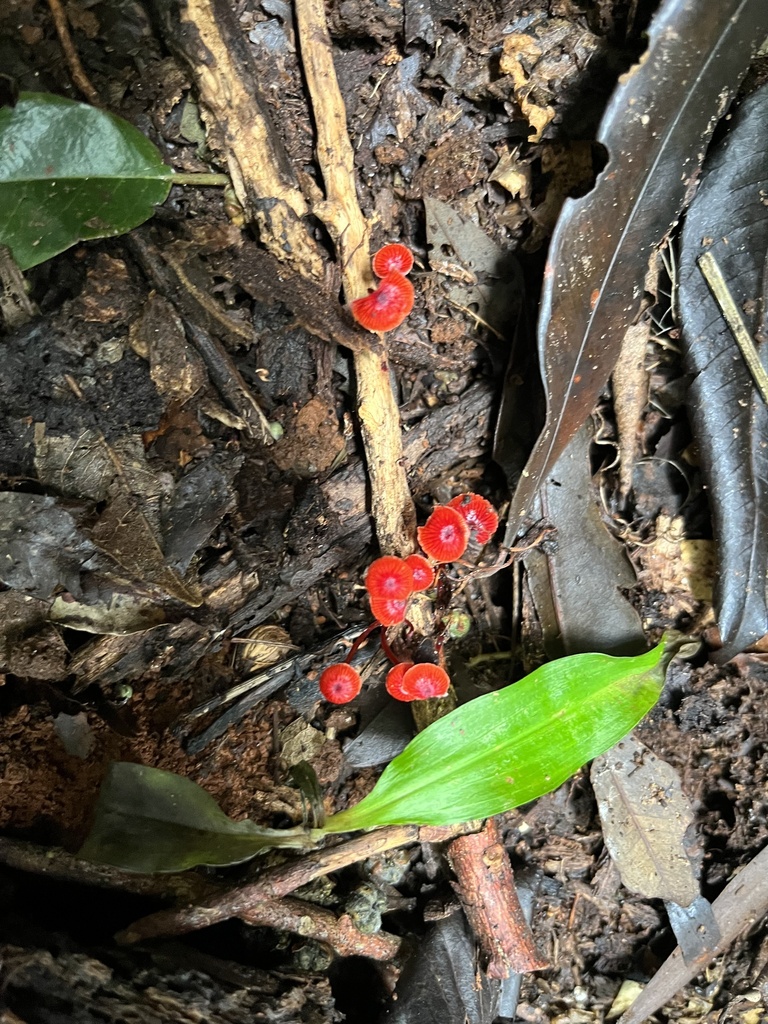 Ruby Bonnot ruby bonnet from Bellthorpe Range Rd, Bellthorpe, QLD, AU on April 30 ...