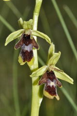 Ophrys insectifera aymoninii