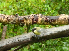 Parus major