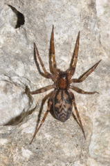 Liocranum rupicola
