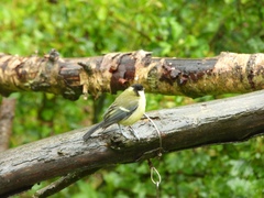 Parus major