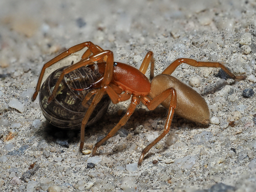 Woodlouse Spider, Millcreek, UT, USA, photo 9 of 10
