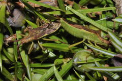 Gonocerus juniperi