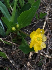 Ranunculus alismifolius