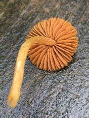 Galerina paludosa