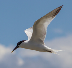 Sandwich Tern photo 6