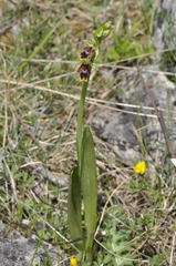 Ophrys insectifera aymoninii